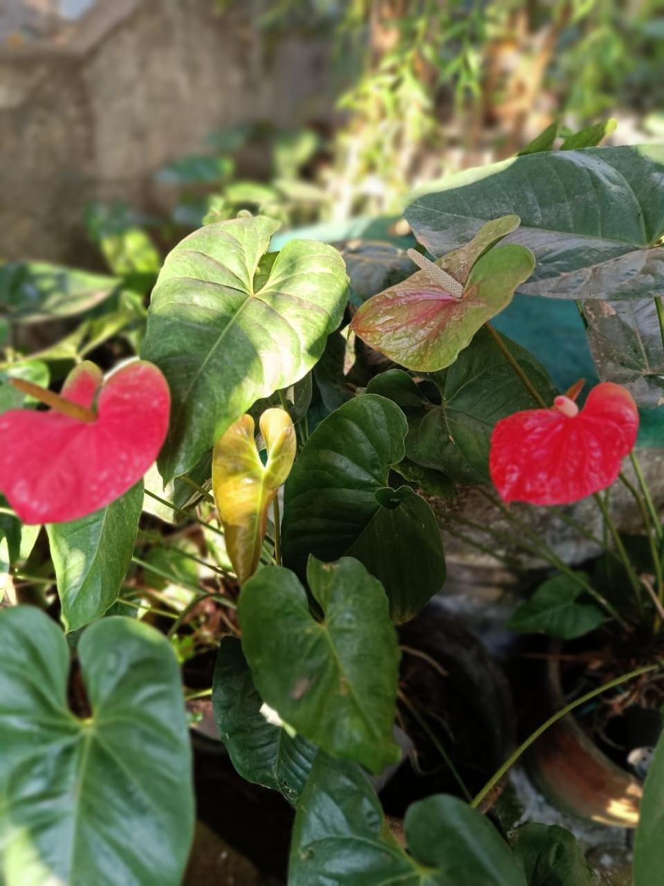 Chaithritha Ladies Homestay Thiruvananthapuram Zewnętrze zdjęcie